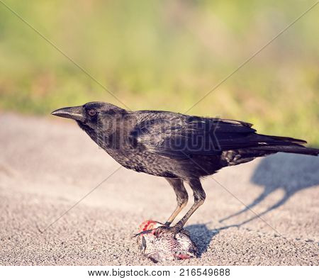 Florida Crow eating a fish