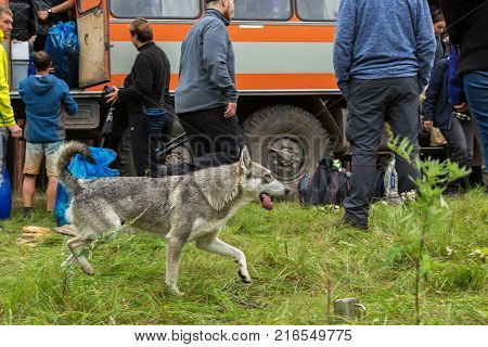 Kamchatka Peninsula, Russia - August 23, 2016: Dog on the background of a group of tourists going on the road along the Kamchatka Peninsula