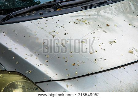Spit Or Shit Of Bird On The Dirty Front Car Skirt.