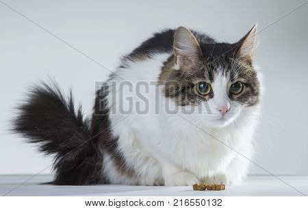 fluffy white with dark spots cat eats with appetite pet food with tongue close-up