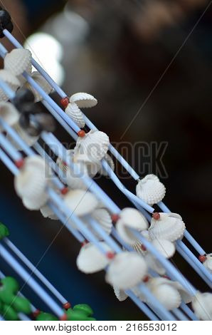 Art Work and Craft Made From Sea Shells