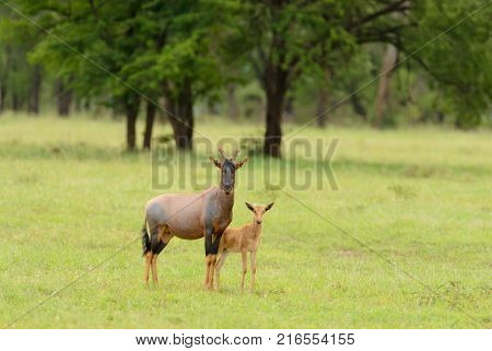 Fe male Topi with her young (scientific name: Damaliscus lunatus jimela or 