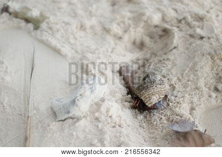 Sea Shell Alive on the white sand beach