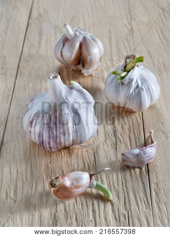 Fresh garlic and garlic with green sprouted sprouts and cloves of garlic lie on a wooden background untreated seasoning for cooking food