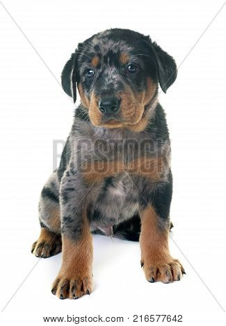 puppy beauceron in front of white background