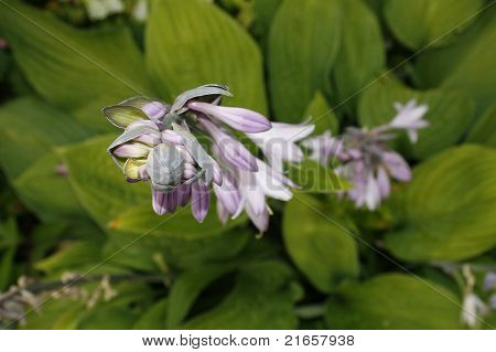 Hosta-Funkie