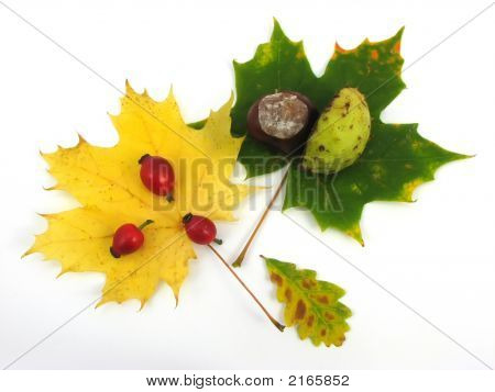Folhas e frutos de outono
