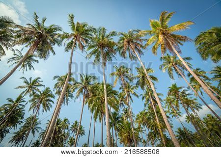 Palm trees against blue sky on Koh Kood island in Thailand