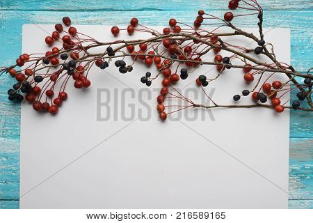 White background with branches with small apples and black Privet berry,  close-up, Top view