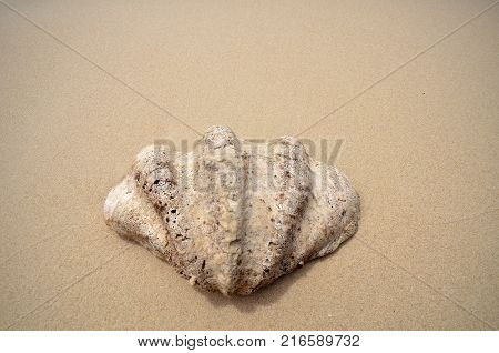 Shell on the beach in Sapi Island Sabah.