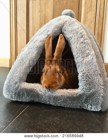 Funny Bunny. A French Fauve de Bourgogne rabbit peeking out from a bunny play house. Perfect meme. Copy space.