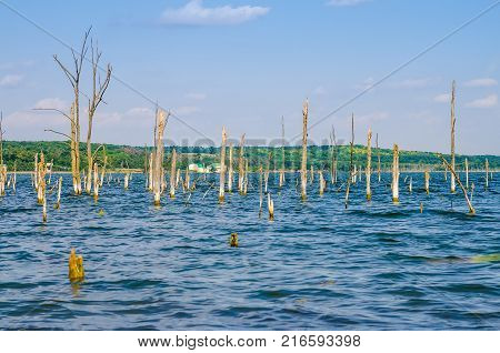 Beautiful landscape with several dry trees growing in river