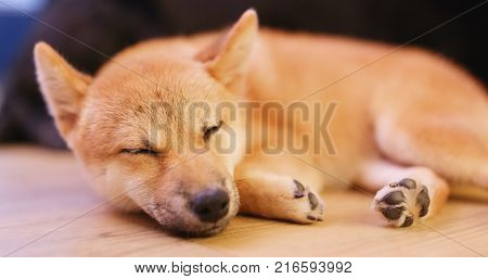 Sleeping shibu dog at home 