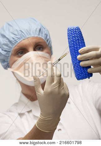 CLECKHEATON, WEST YORKSHIRE, UK: FEMALE LABORATORY TECHNICIAN INJECTING CHEMICAL FROM SYRINGE INTO BLUE COB OF SWEET CORN, 30TH MARCH 2005, CLECKHEATON, WEST YORKSHIRE, UK