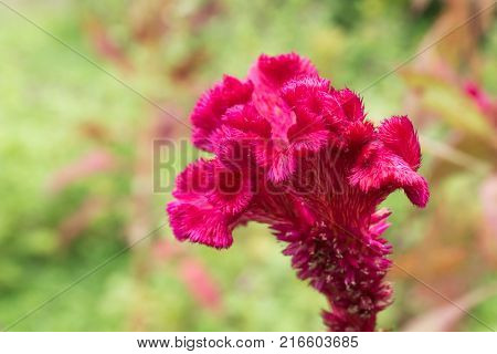 Plumed cockscomb flower closeup.Plumed cockscomb on green background.