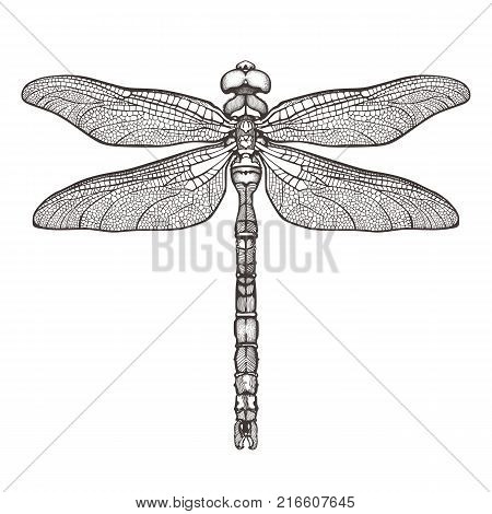 Black dragonfly Aeschna Viridls, isolated on white background. Dragonfly tattoo sketch. Coloring books. Hand-drawn vector illustration