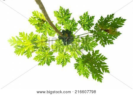 Papaya tree view below.Ripe papaya on the papaya tree with animals bite mark.View from below.