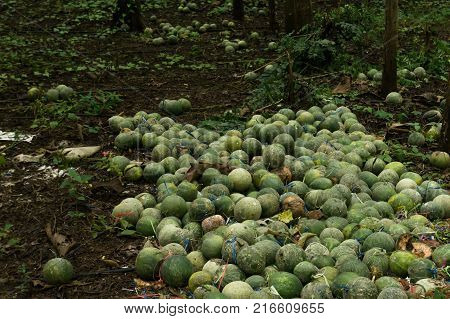 Leave a lot of Rock Melon on the floor.