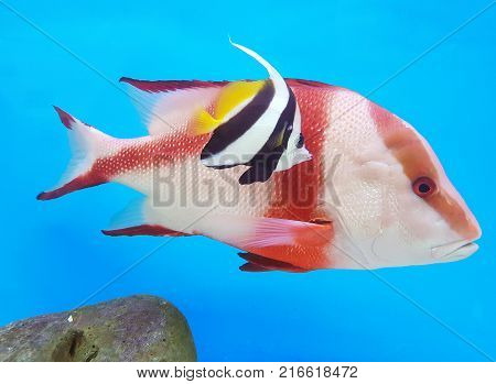 A Colorful Fish In An Aquarium In Dark Blue Water