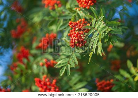 Bunches of ashberry sunny summer day. Summer. Tree.