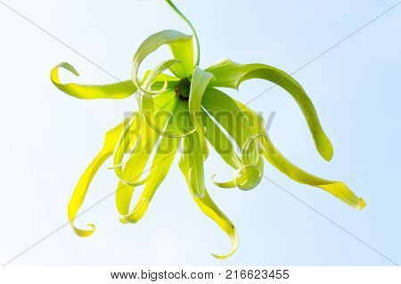 Ylang-ylang flowers in the sky.Ylang-ylang flower with leaf against blue sky and cloud background with clipping path
