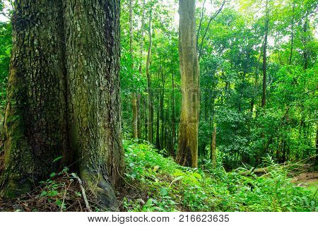Big tree in the rain forest.scenic view of beautiful ever green forest