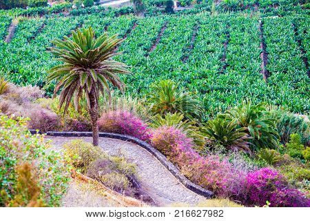 Traditional farm land and bananas plantation on the coast of Canary island in Los Realejos, Tenerife - Spain