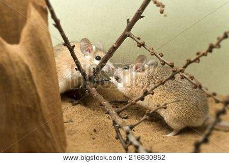 two african spiny mice (acomys) in the terrarium are communicating and gnawing buds of shrub twigs