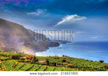 Beautiful view over Los Realejos coast with bananas plantation illuminated at sunrise in Canary island, Tenerife