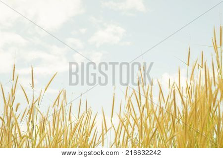 The grass flowers 