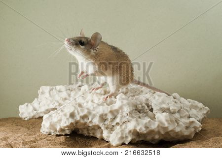 The spiny mouse reaches for the light source sitting on a large piece of weathered gypsum in the terrarium