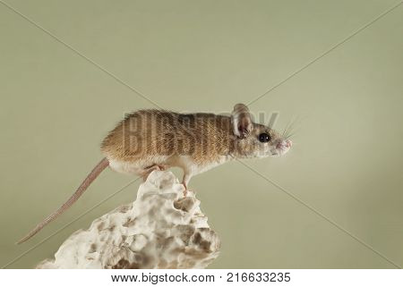 light red spiny mouse prepares to jump from the top of a weathered limestone piece