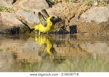 Southern Masked Weaver male having a bath in a waterhole in the Kalahari desert