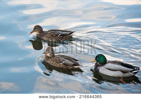 Three mallard ducks on the lake water