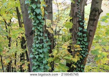 Ivy / creeping shrubs clinging to their adventitious roots of the walls, tree trunks, and so on.