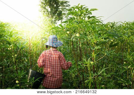 People are collecting green Okra.green Okra farm