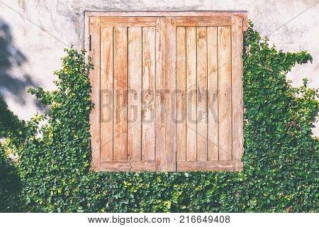 Creeper green pattern plant Ficus Pumila climbing on concreat wall and wooden windows of a house.