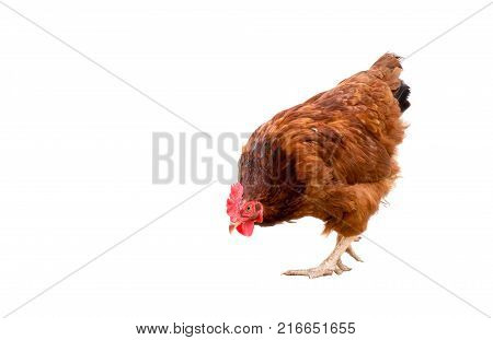 brown hen isolated on whiteChicken walking copy space.