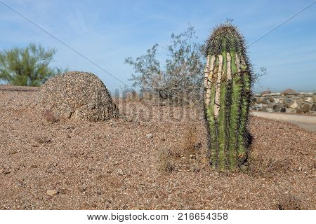 A saguaro cactus at Papago Park in Phoenix