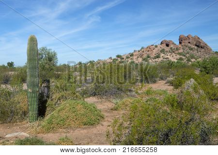 A desert landscape at Papago Park in Phoenix