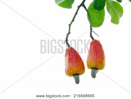 red cashew fruit on the tree.isolated and clipping paht
