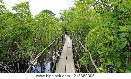 Wooden bridge between River mangroves in África