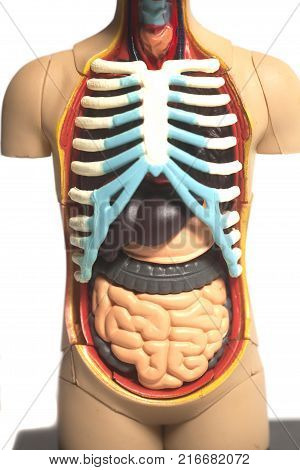 Human Body Anatomy Model
