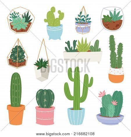 Cactus vector cartoon botanical cacti potted cute cactaceous succulent plant botany illustration isolated on white background.