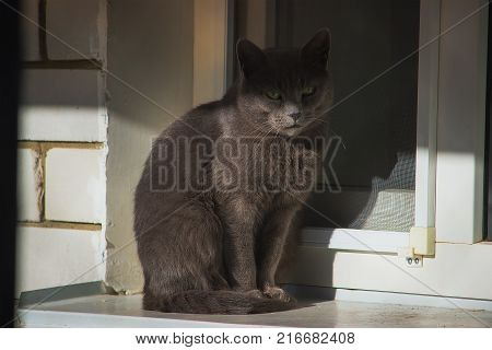 Dark gray cat resting in the heat on the window sill