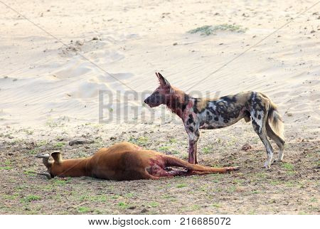 African Wild Dog covered in blood standing proudly  over it's prey in South Luangwa National Park Zambia