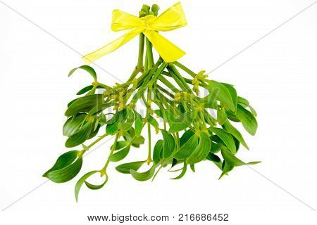 Green Mistletoe Close Up. Nature Background. Christmas Concept