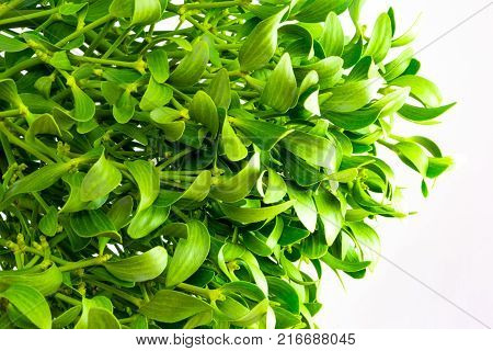 Green Mistletoe Close Up. Nature Background. Christmas Concept
