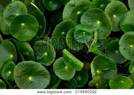 Heart shape of green Asiatic Pennywort (Centella asiatica)healthy food against wood.