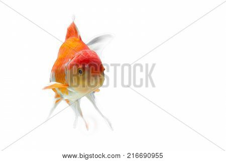 Goldfish on a white backdrop.Goldfish on a white backdrop
